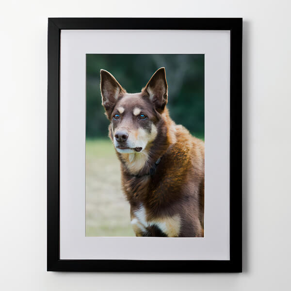 A dog in a black frame