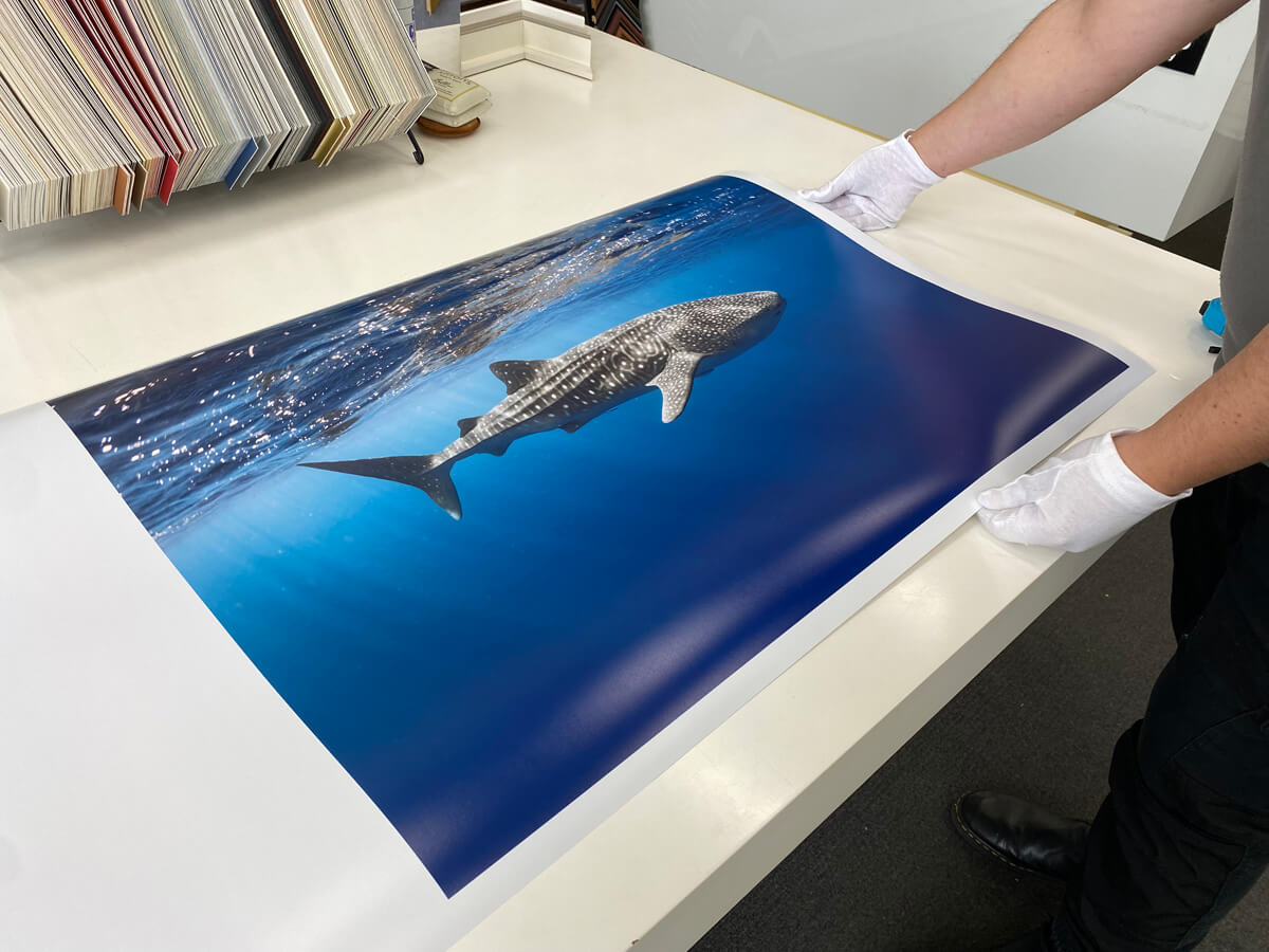 Digital photo print whale